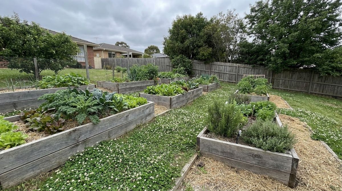 Terraced wooden raised garden beds stepping down a backyard hillside with clover paths