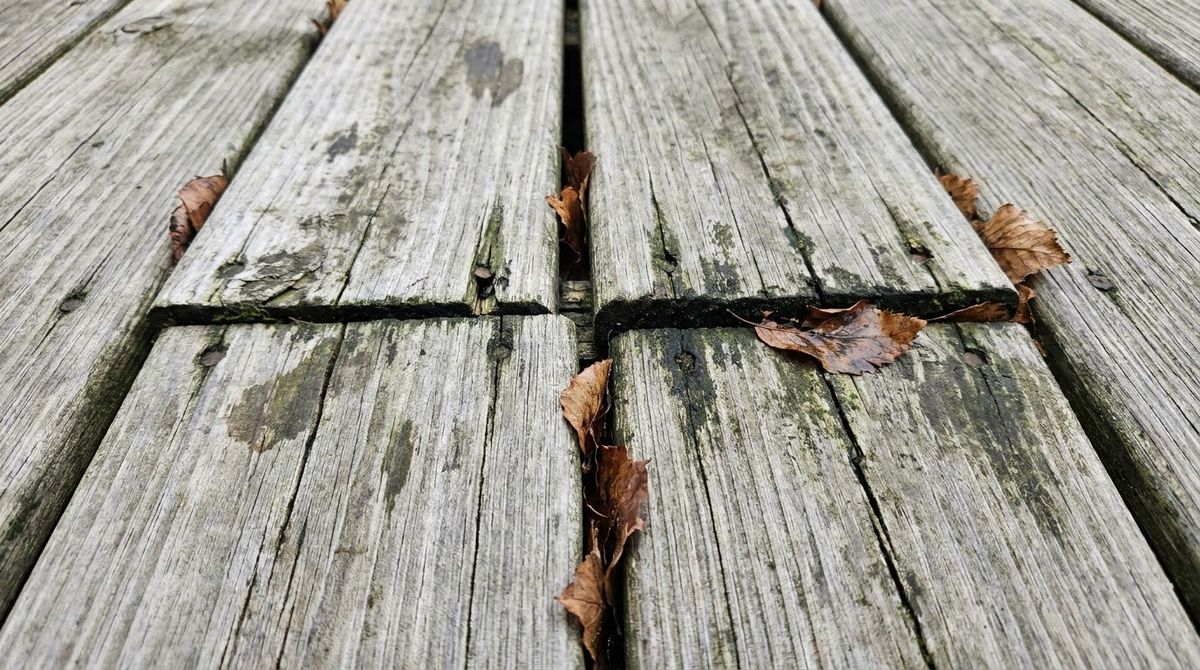 Dark mildew spots and wet leaves in the gaps of weathered wood deck boards