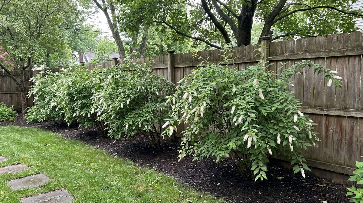 Virginia sweetspire shrubs with white bottlebrush flowers along a shaded backyard fence