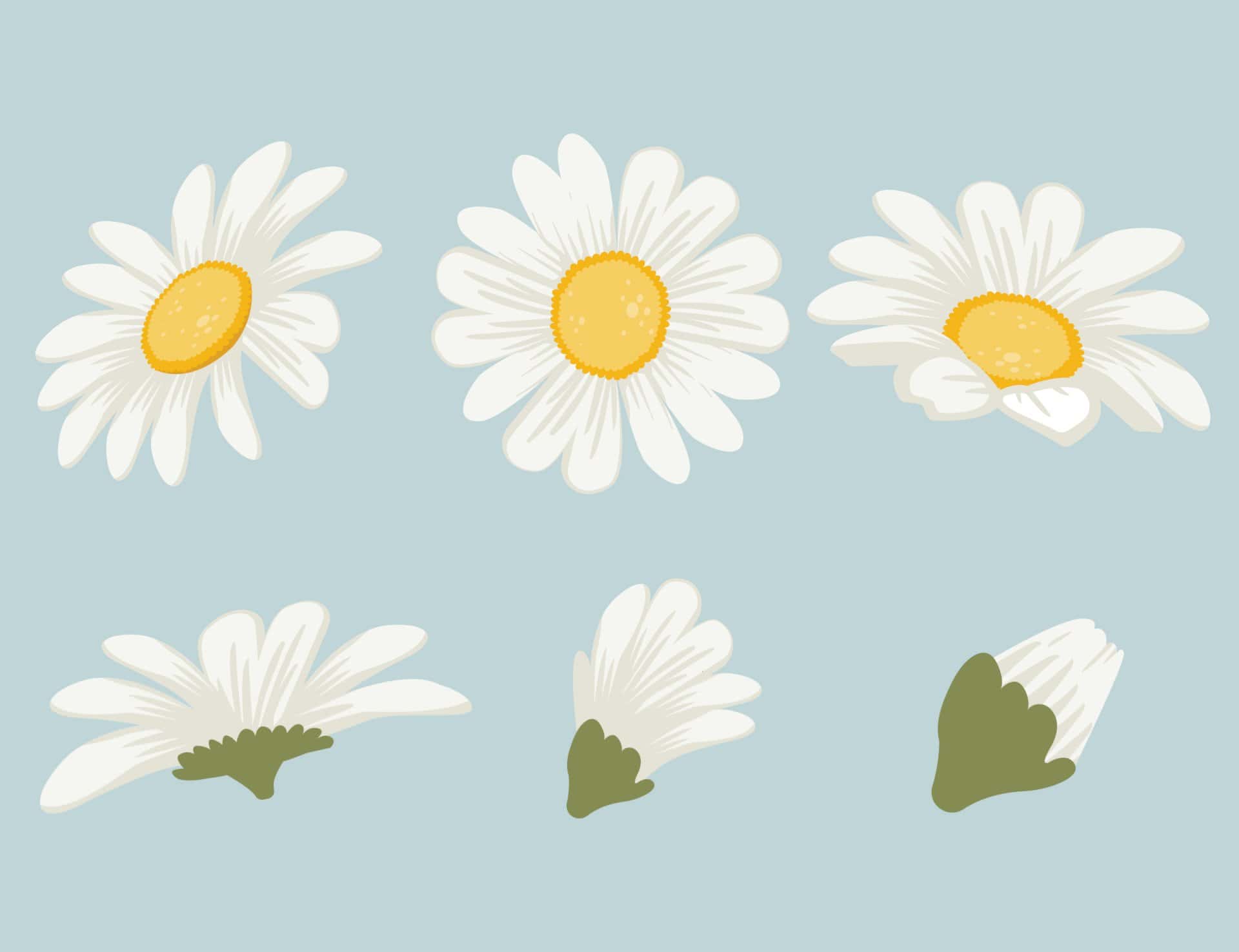 Sticker hoa