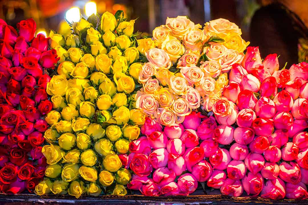Quang Ba Flower Market: Complete Visitor Guide 2025 Quang Ba Flower Market: Complete Visitor Guide 2025