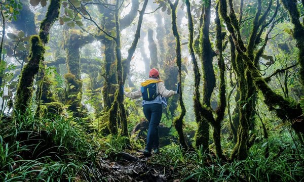 Ta Xua Nature Reserve - Vietnam's Premier Cloud Hunting Paradise 2026