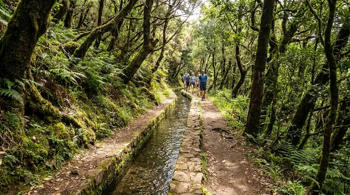 Illustration of a levada path through laurel forest on Madeira