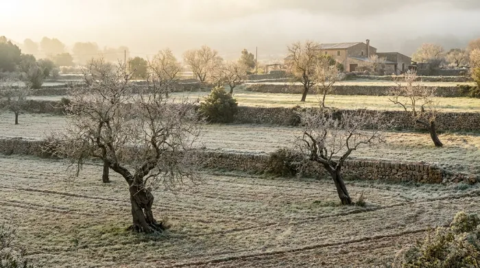 Illustration of a frosty winter morning among bare trees on Mallorca