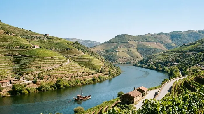 Illustration of green terraced vineyards along the Douro in late summer
