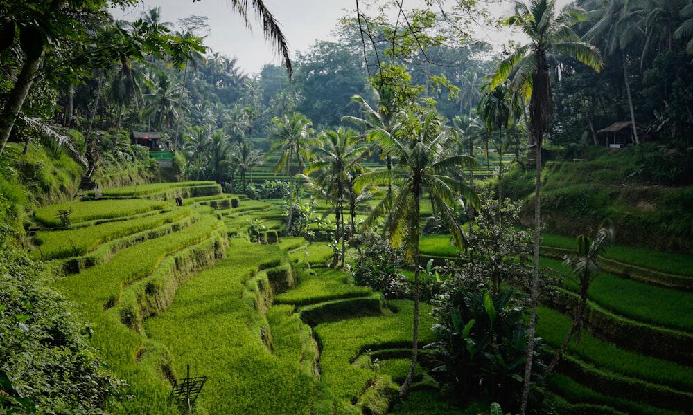 Ancient Uluwatu Temple perched on dramatic ocean cliffs with golden sunset light over the Indian Ocean in Bali Indonesia