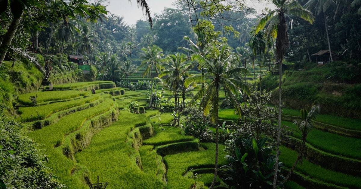 Lush green hillside trail along Campuhan Ridge Walk in Ubud Bali with golden sunlight filtering through palm trees at sunset