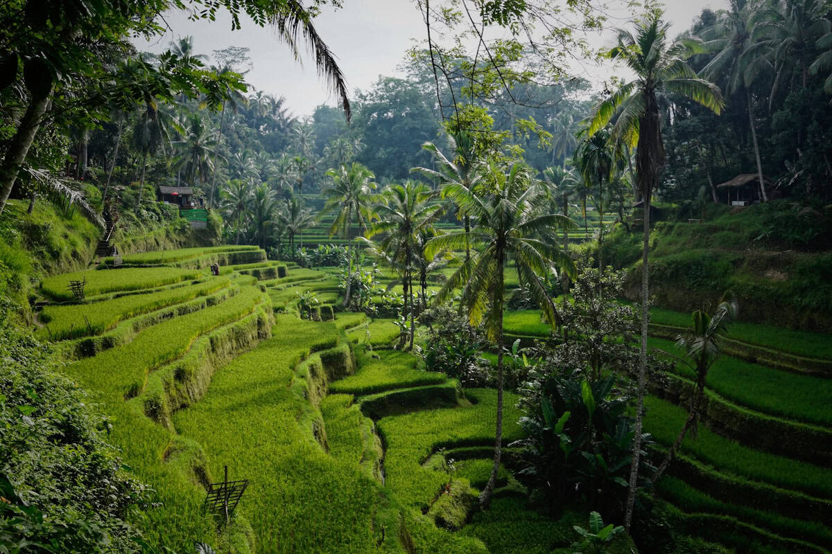 Rice terraces at Tegallalang Ubud Bali with palm trees and tropical greenery in morning light