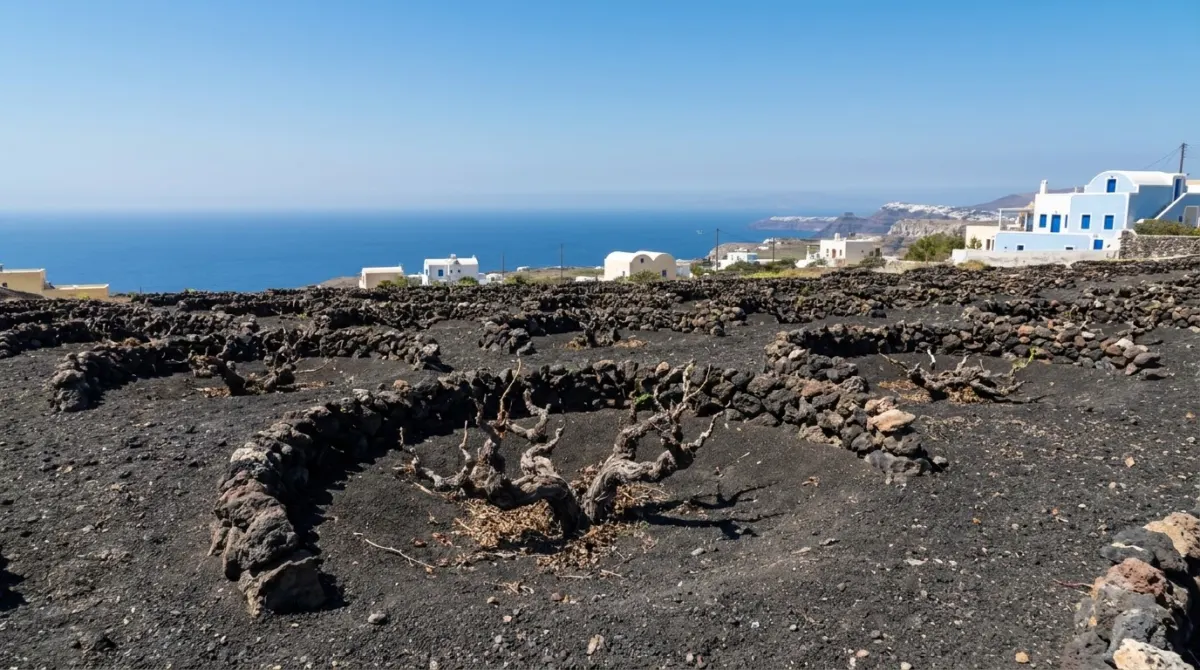 Basket trained vines in dark volcanic soil with the sea behind, Santorini