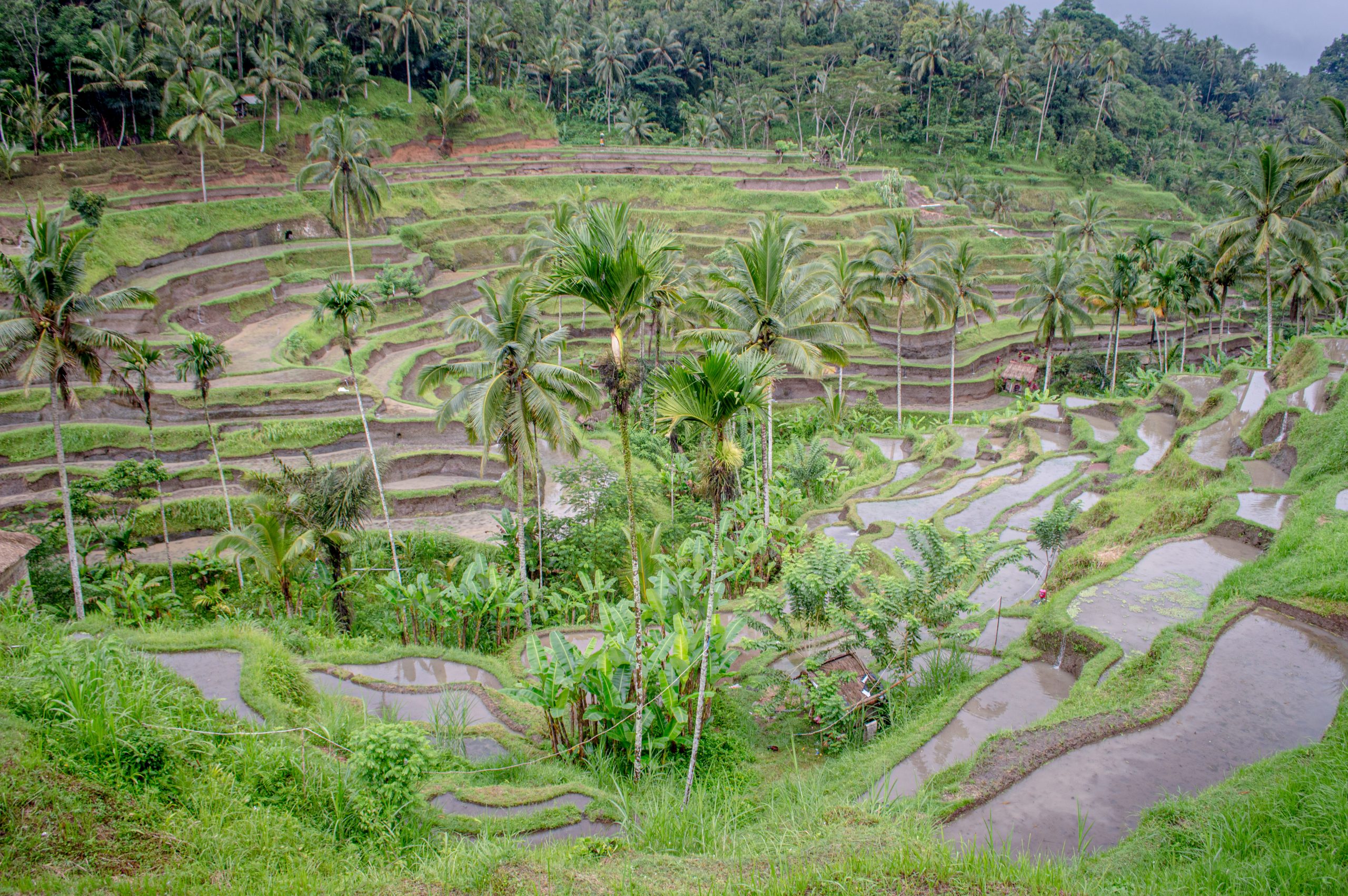 Lush green Tegallalang rice terraces cascading down hillside in Ubud, Bali