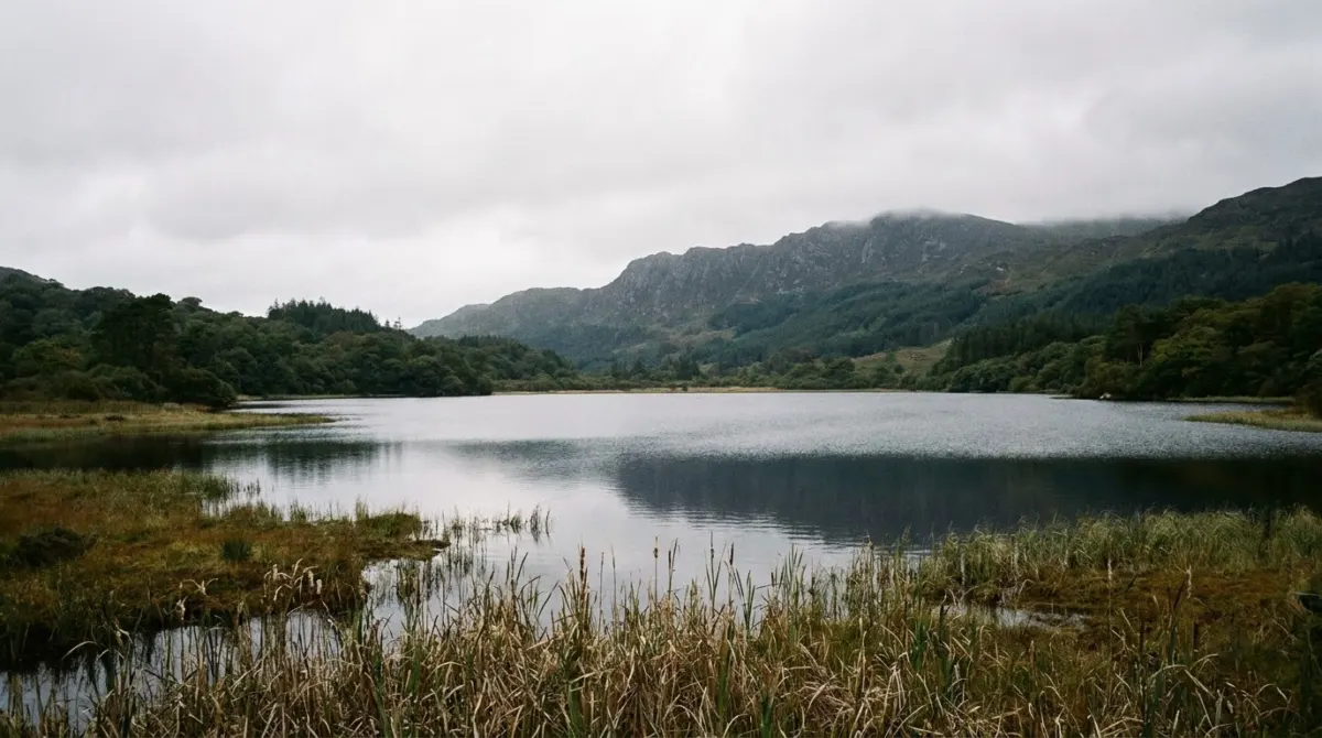 A calm lake with wooded shores and mountains rising behind, Killarney National Park, Ireland